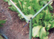 FIGO garden frame connector